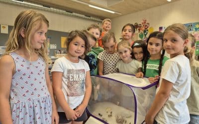Aus Raupen werden Schmetterlinge – Klasse 2 erlebt ein Naturwunder